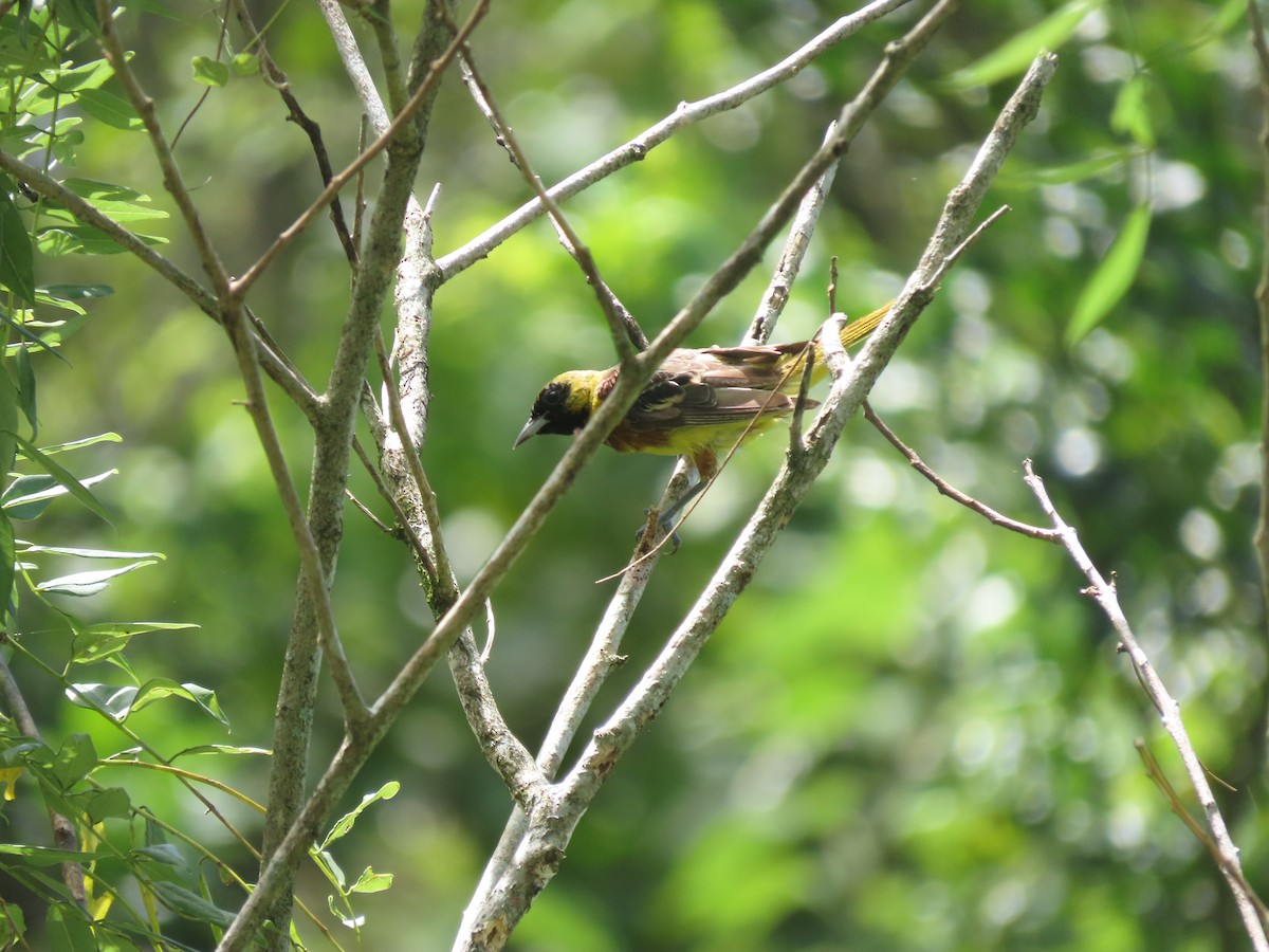 Orchard Oriole - ML642791134