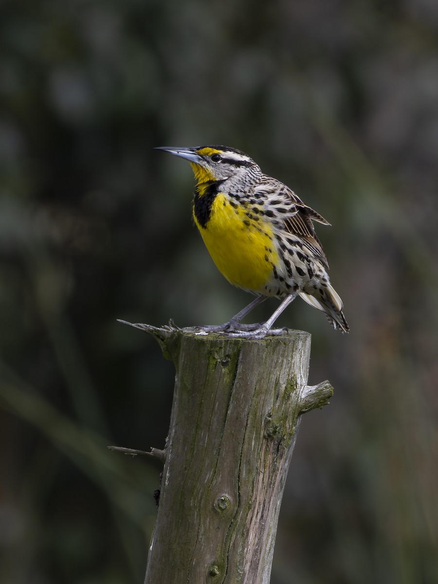 Eastern Meadowlark - ML642791142