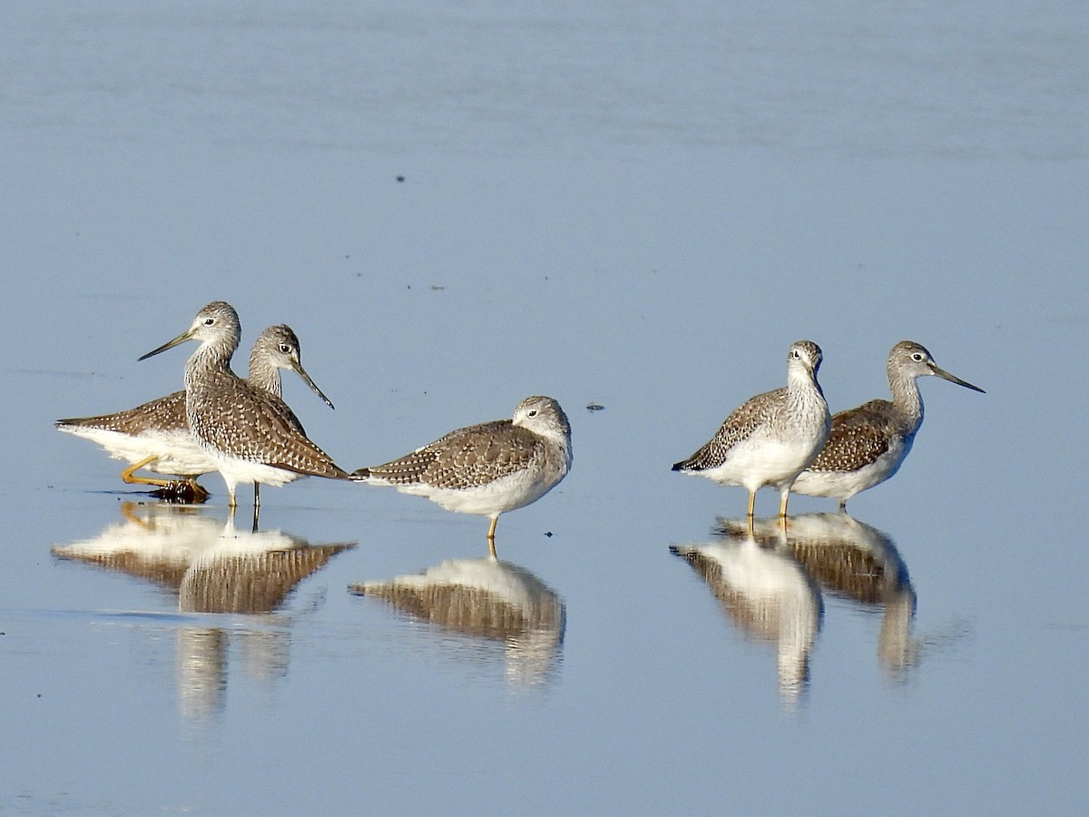 Greater Yellowlegs - ML642791154