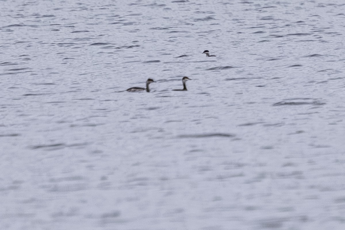 Red-necked Grebe - ML642791177