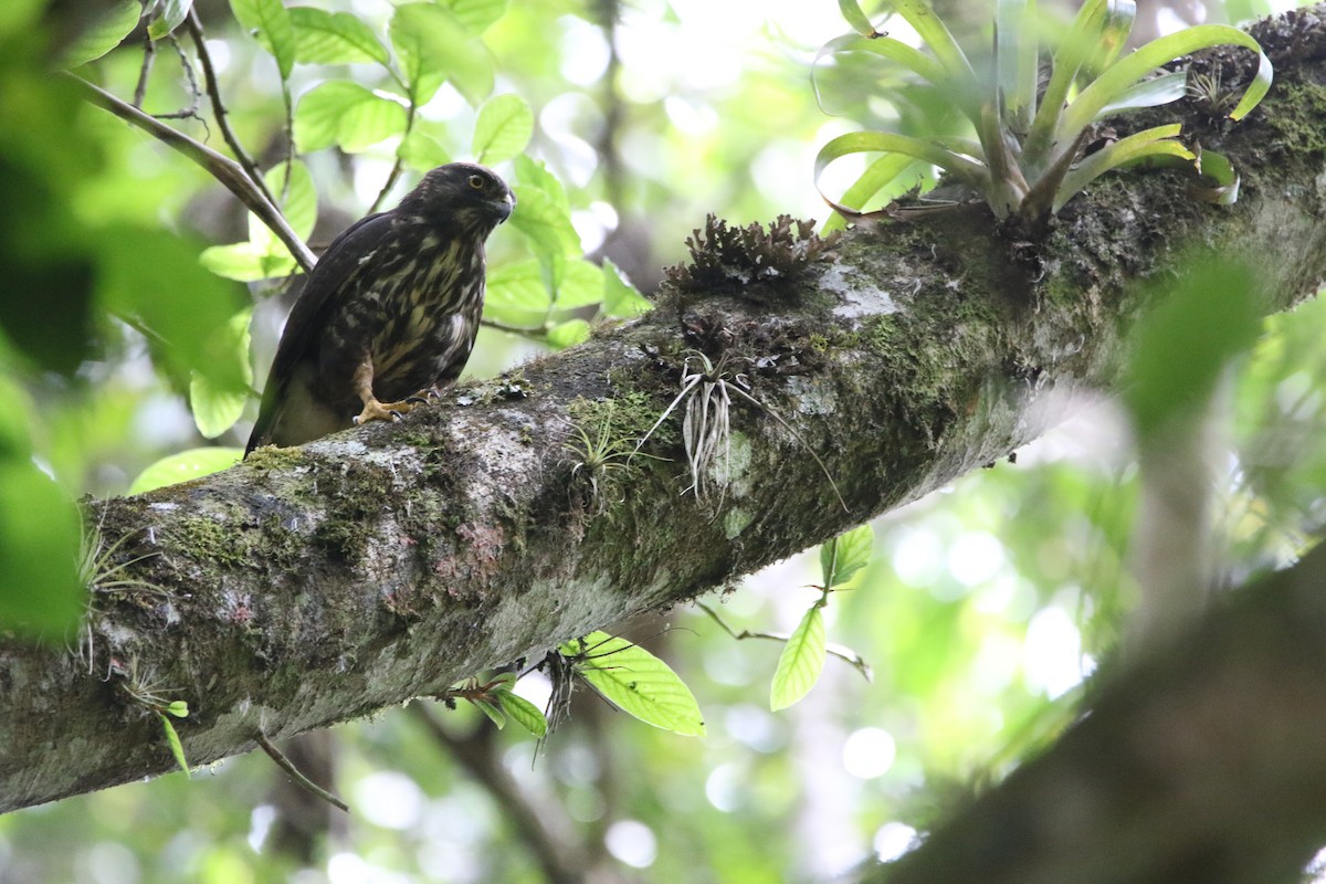 White-rumped Hawk - ML642791180