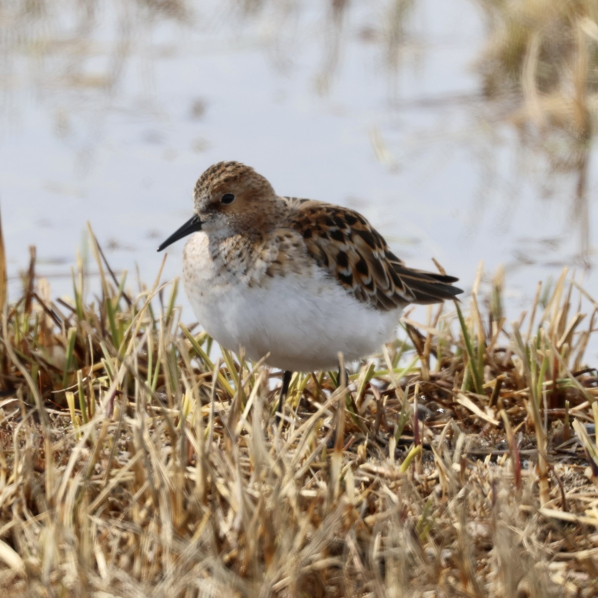 Little Stint - ML642791192