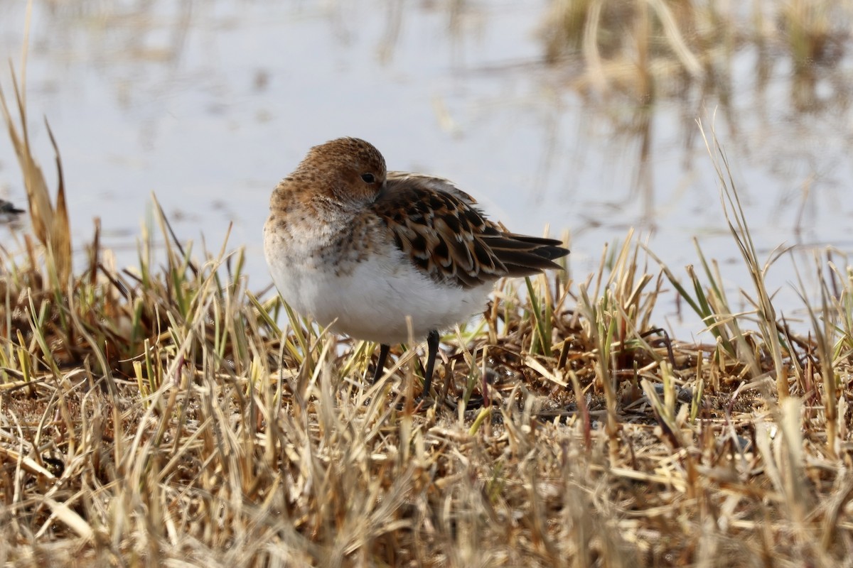 Little Stint - ML642791193