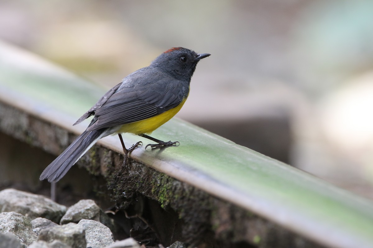 Slate-throated Redstart - ML642791194