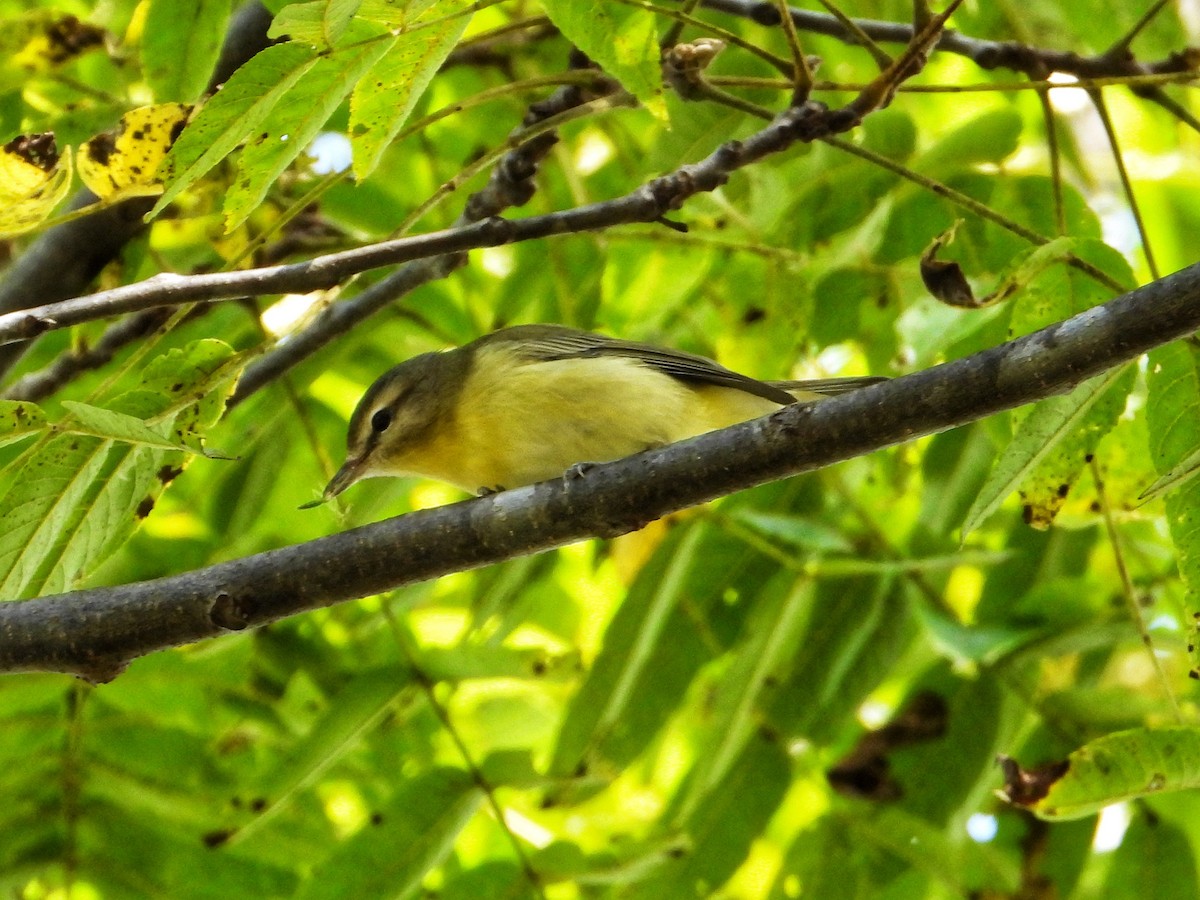 Philadelphia Vireo - ML642791204