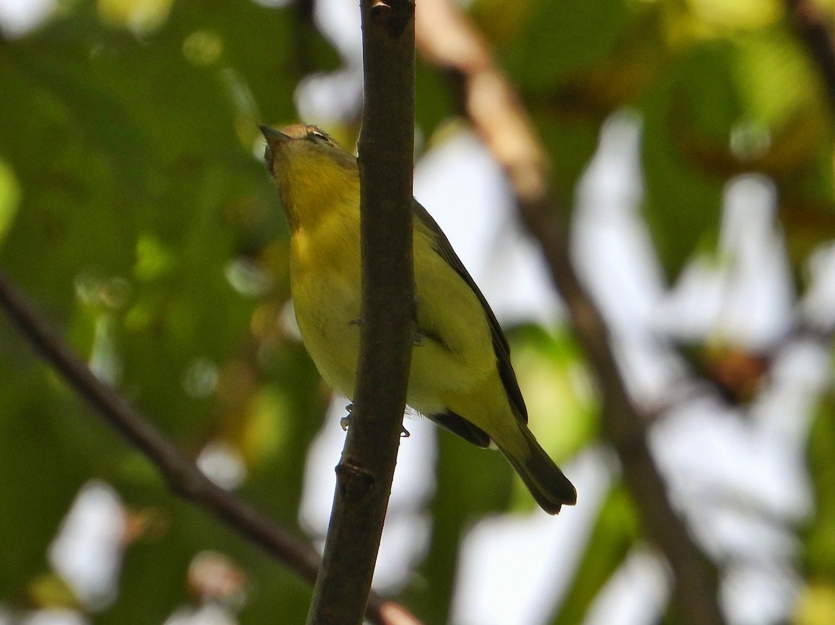 Philadelphia Vireo - ML642791205