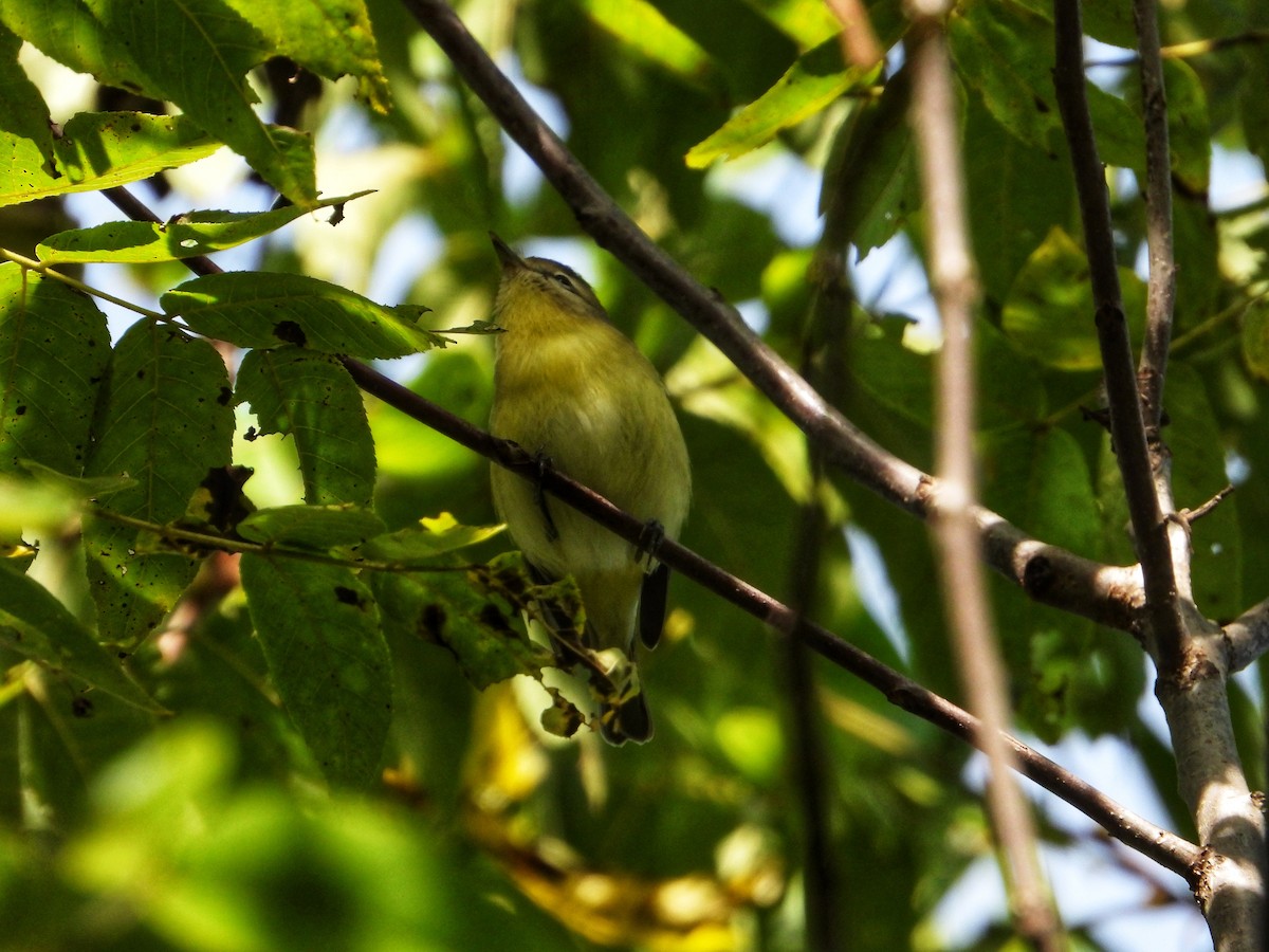 Philadelphia Vireo - ML642791207