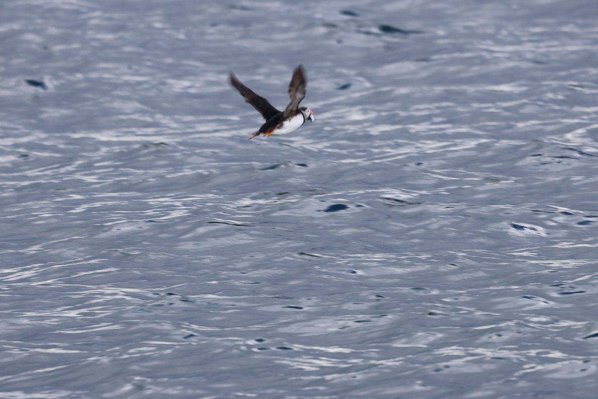 Atlantic Puffin - ML642791223