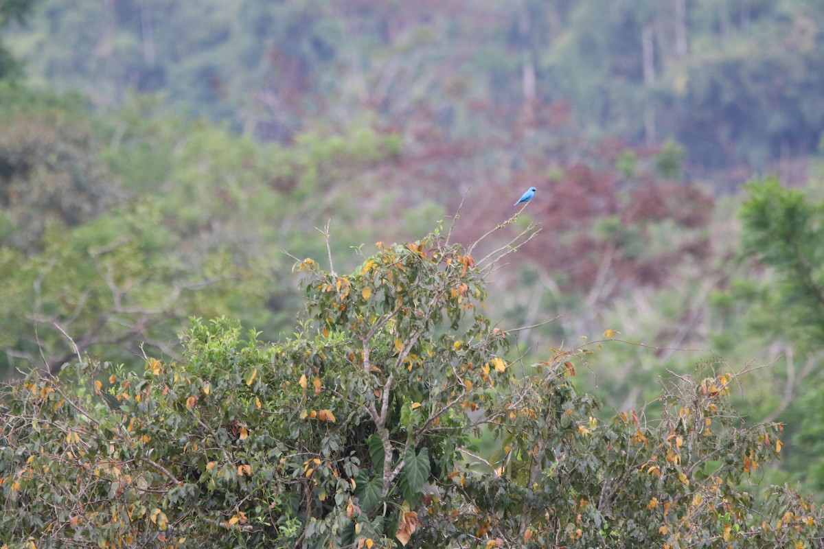 Plum-throated Cotinga - ML642791231