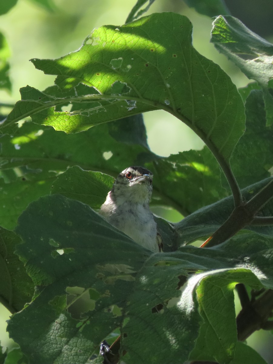 Isthmian Wren - ML642791236
