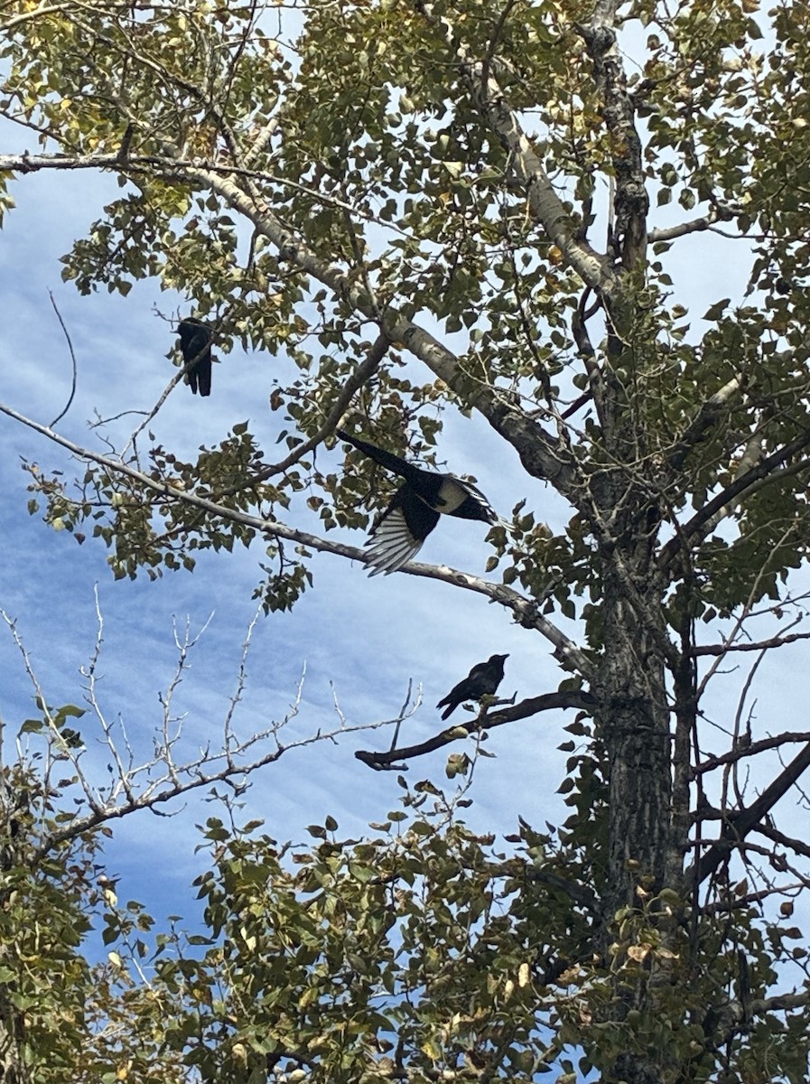 Black-billed Magpie - ML642791238