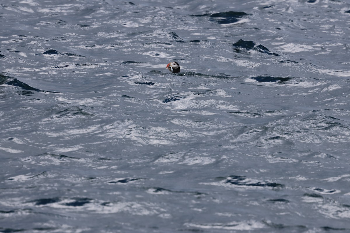 Atlantic Puffin - ML642791241