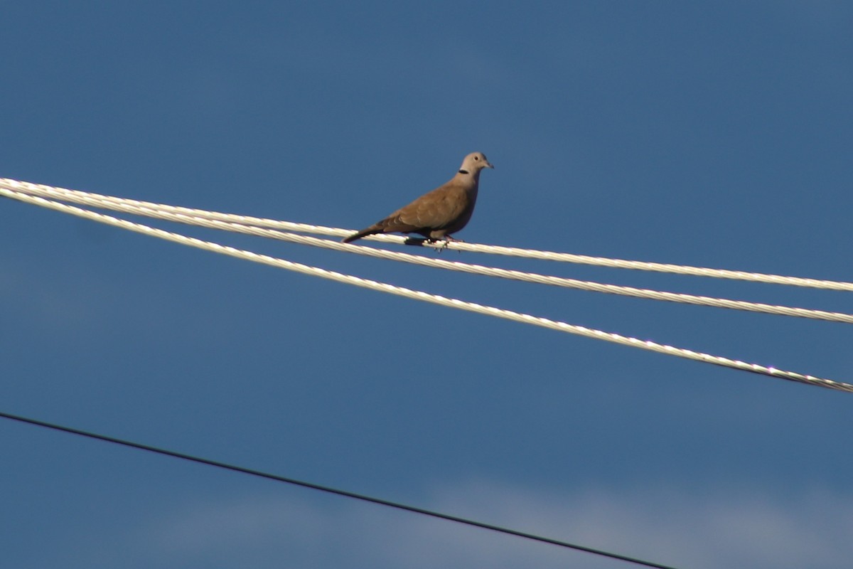 hrdlička zahradní - ML642791244