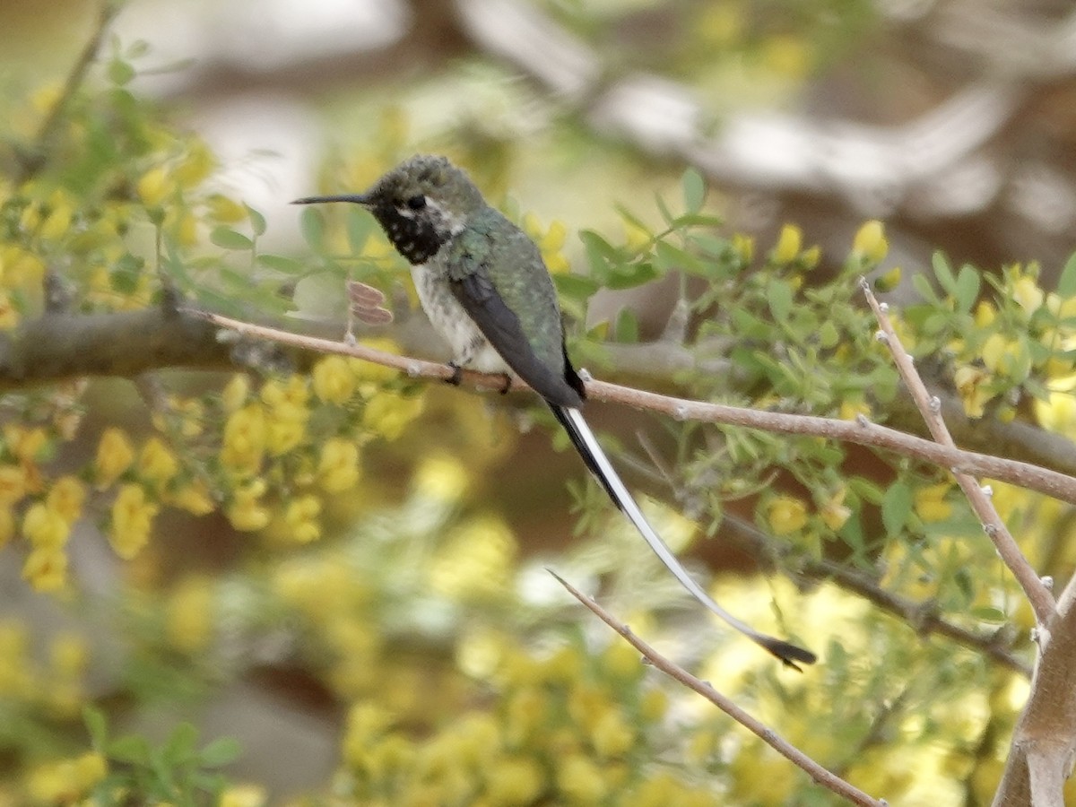 Peruvian Sheartail - ML642791245