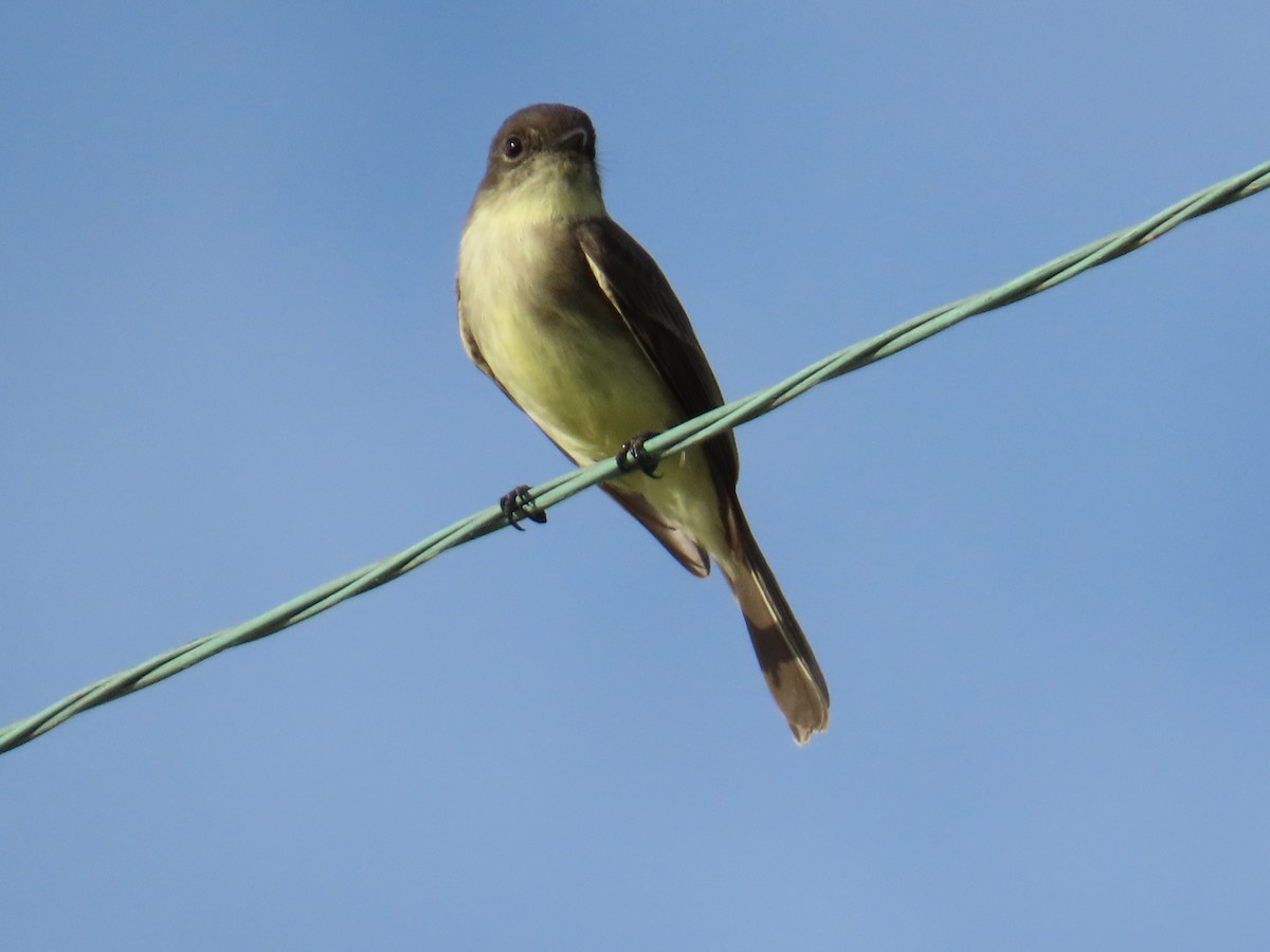 Eastern Phoebe - ML642791254