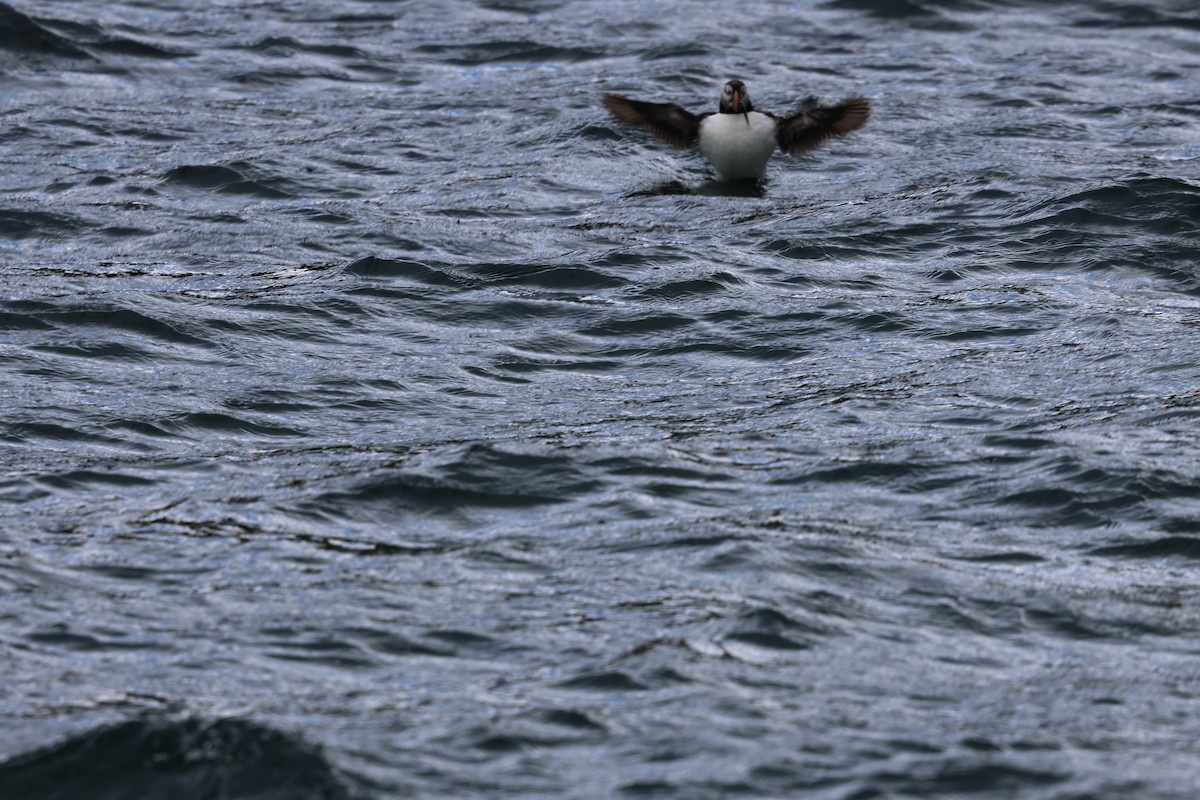 Atlantic Puffin - ML642791255