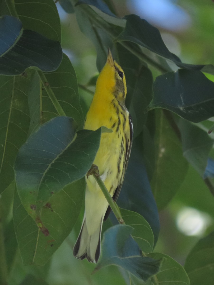 Blackburnian Warbler - ML642791256
