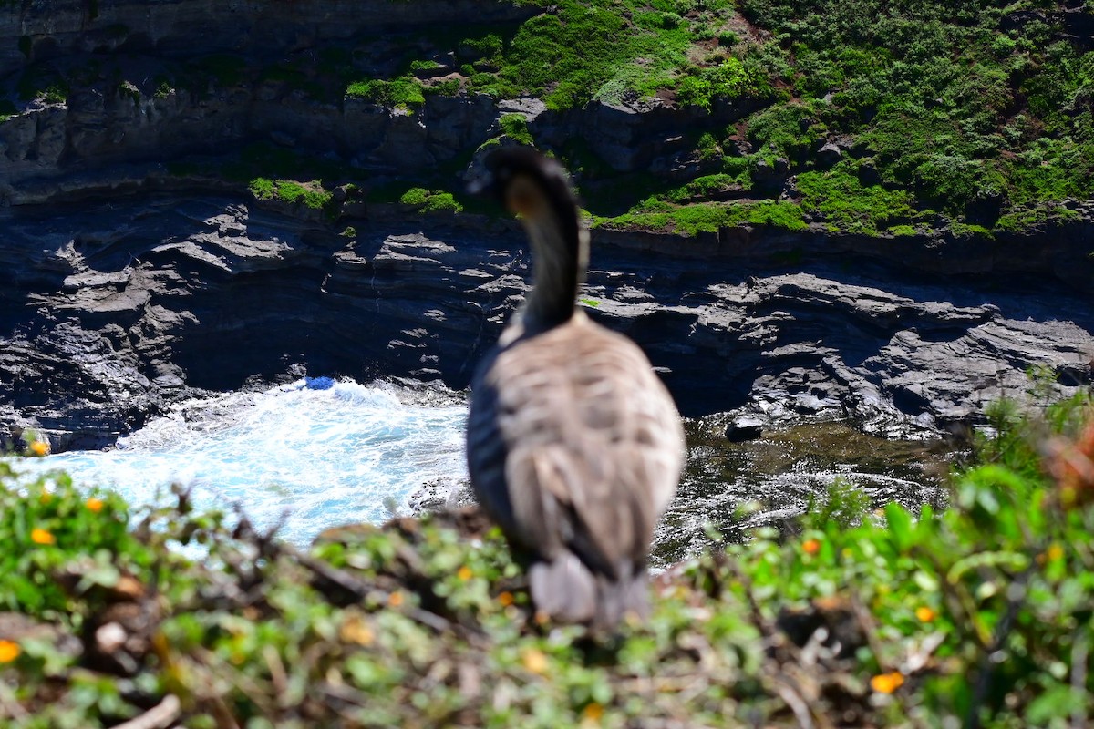 Hawaiian Goose - ML642791258