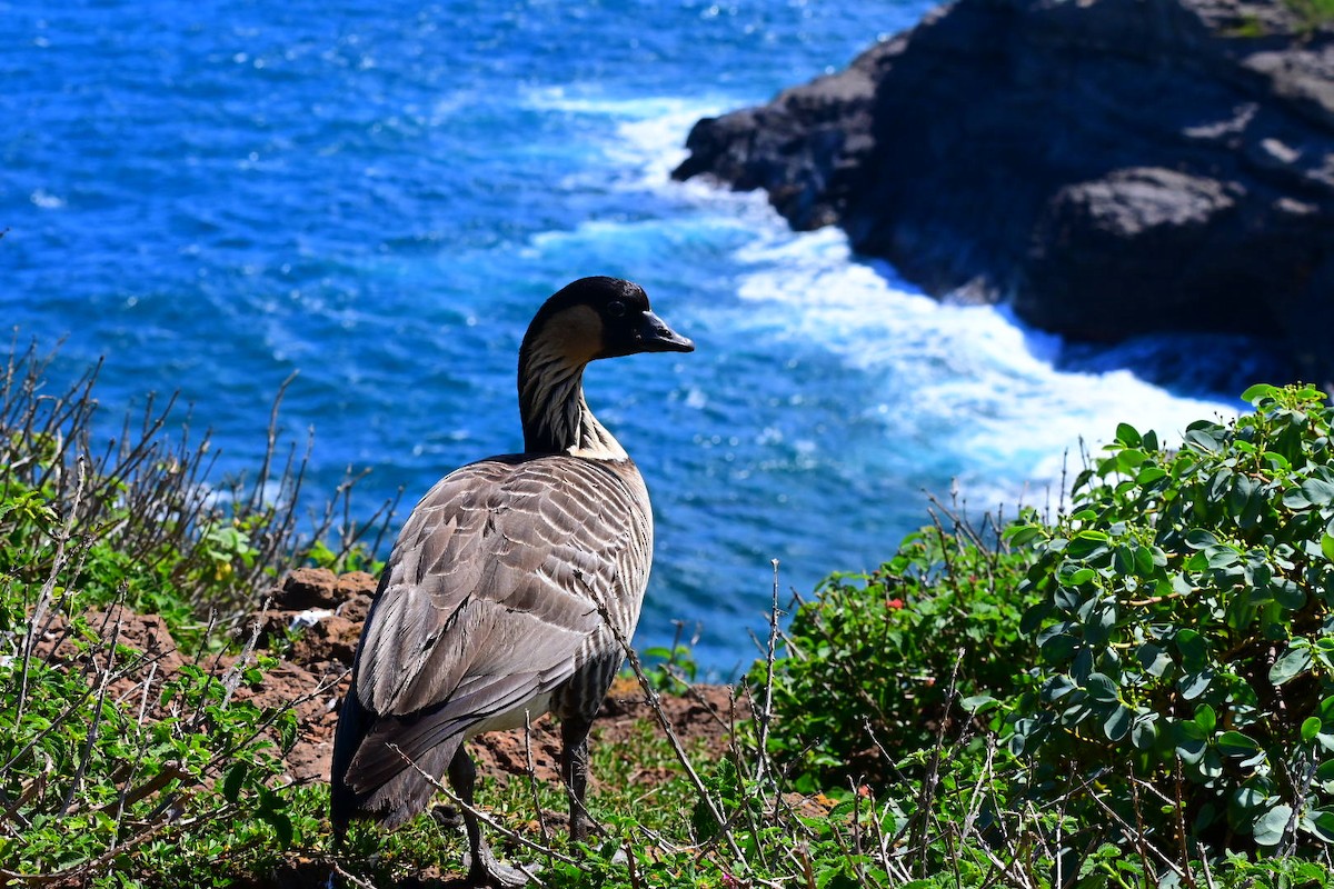 Hawaiian Goose - ML642791259