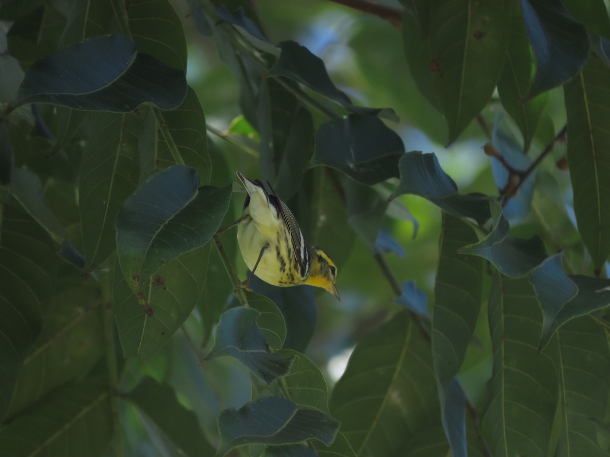 Blackburnian Warbler - ML642791260