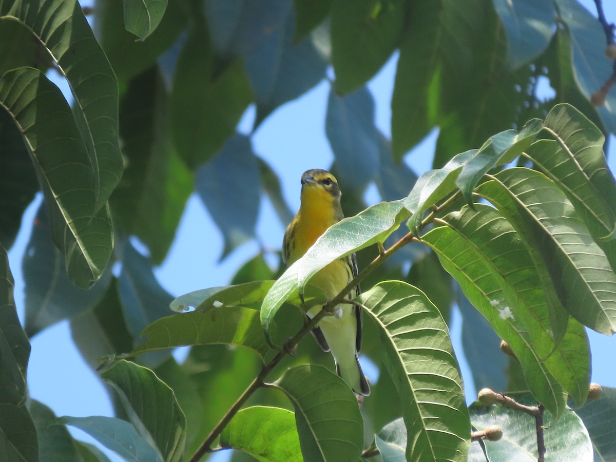 Blackburnian Warbler - ML642791261