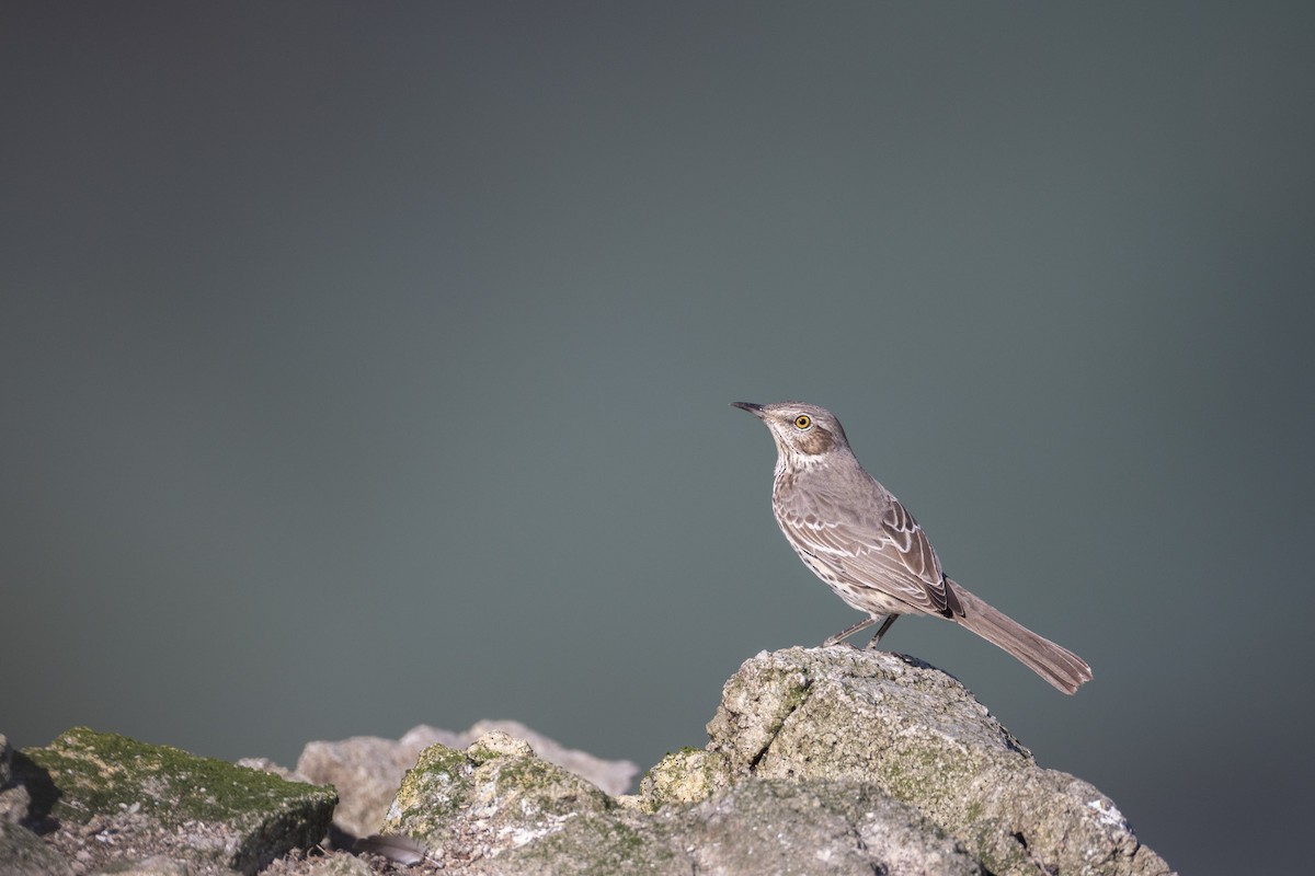 Sage Thrasher - ML642791263