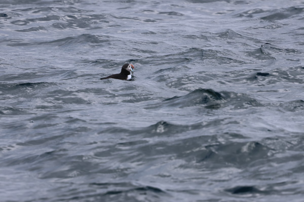Atlantic Puffin - ML642791288