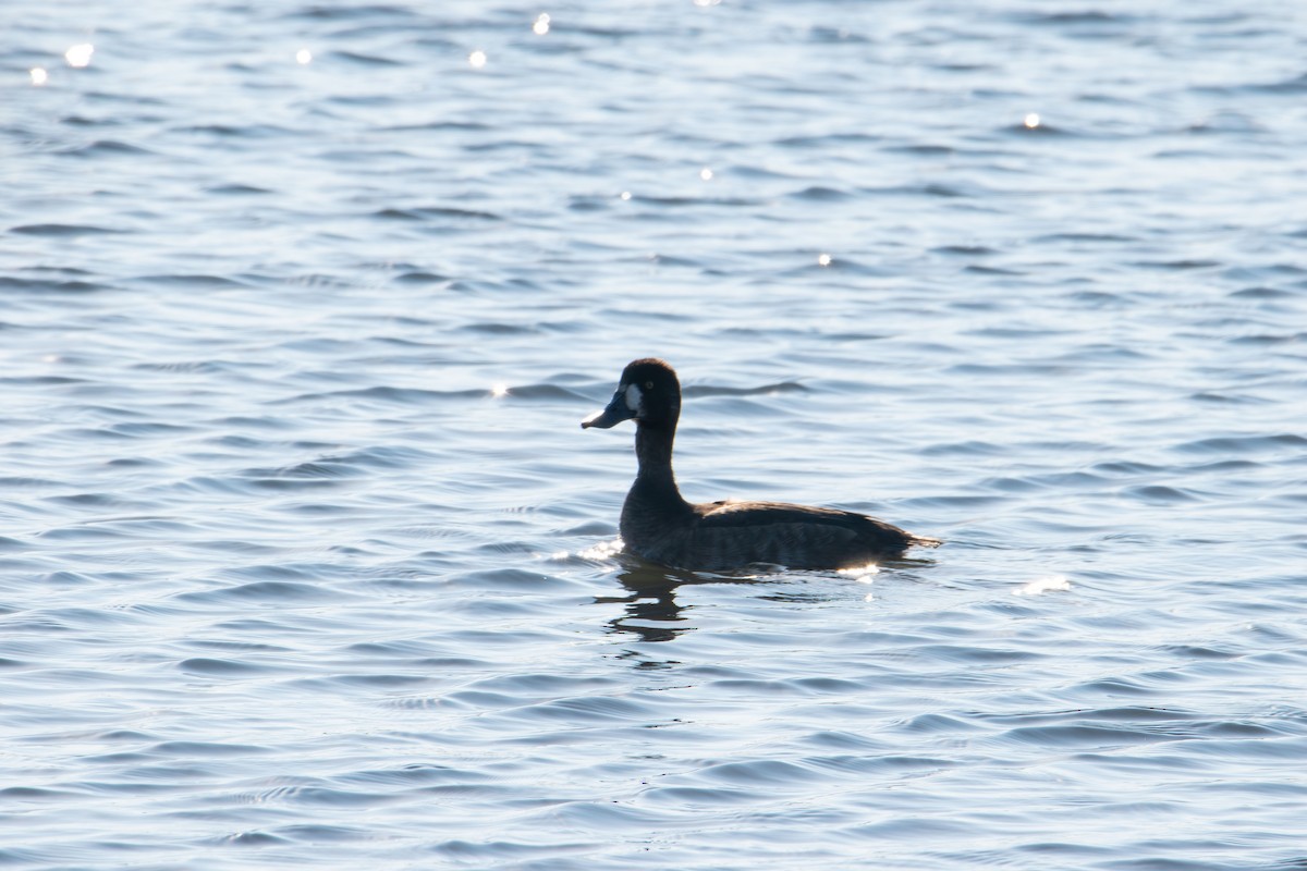 Greater/Lesser Scaup - ML642791293