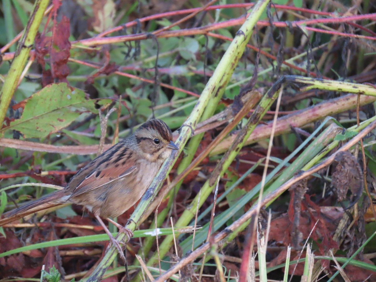 Swamp Sparrow - ML642791296