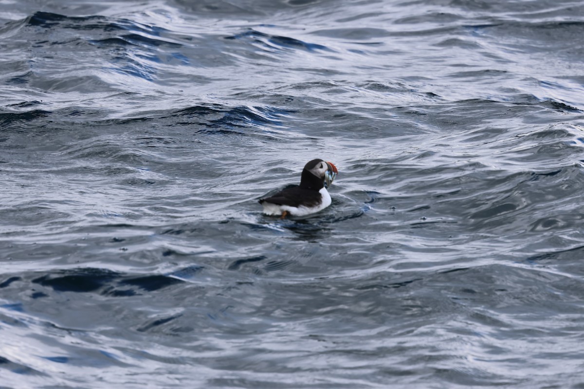 Atlantic Puffin - ML642791300