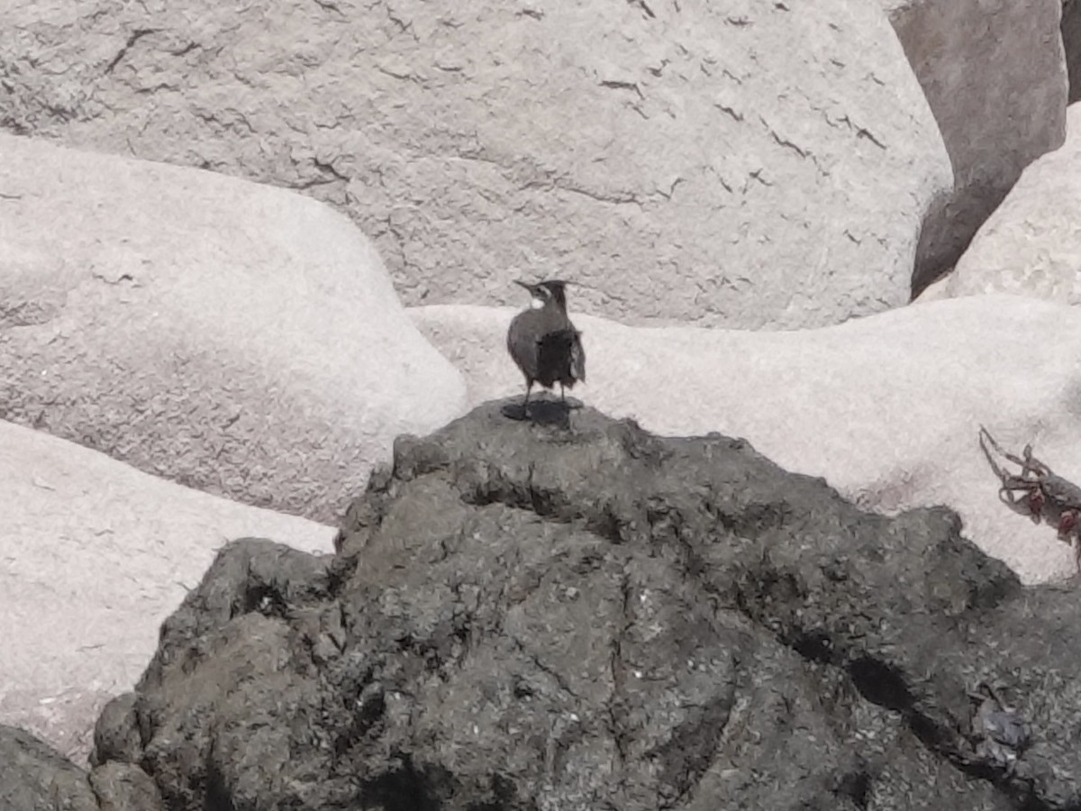 Seaside Cinclodes - ML642791302