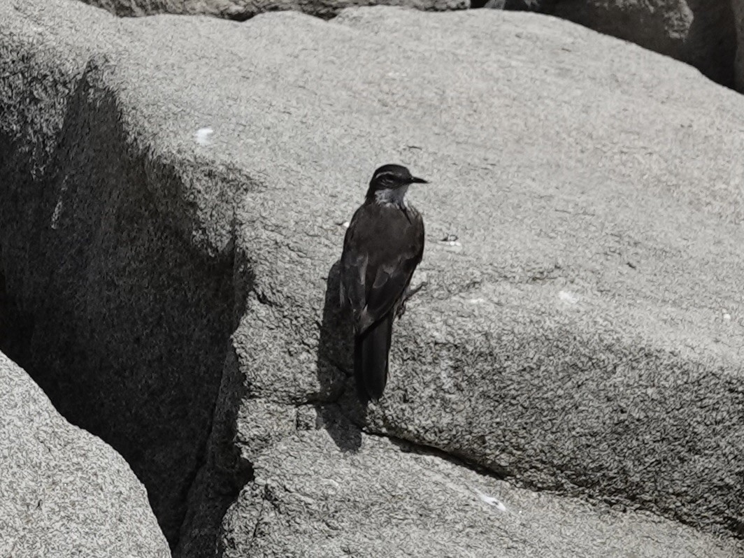 Seaside Cinclodes - ML642791303