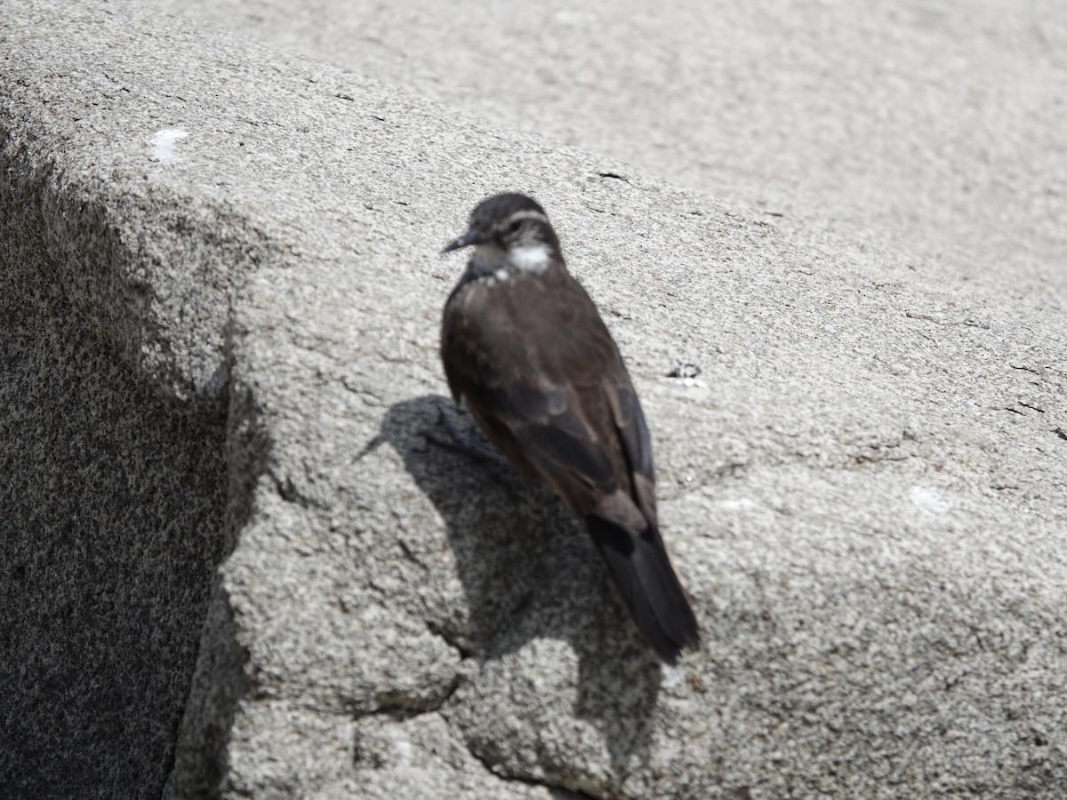 Seaside Cinclodes - ML642791304