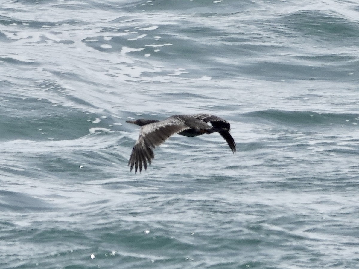 Red-legged Cormorant - ML642791309