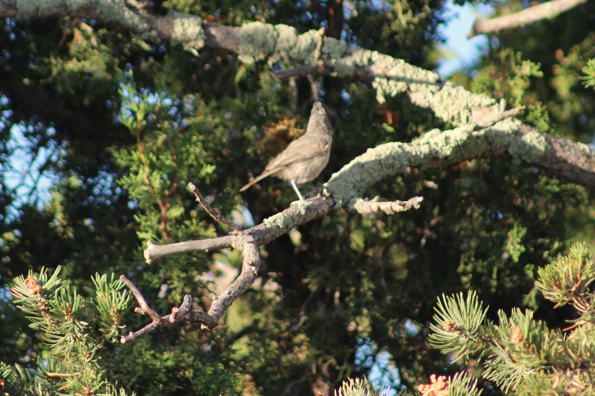sýkora jalovcová - ML642791312