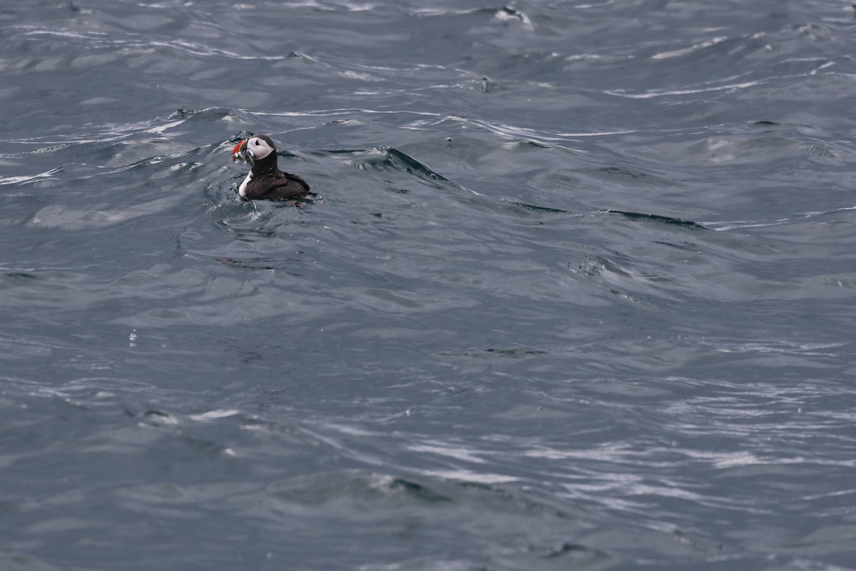 Atlantic Puffin - ML642791314