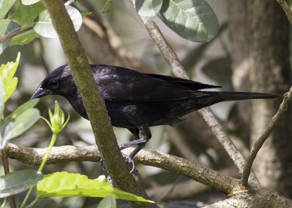 Shiny Cowbird - ML642791322