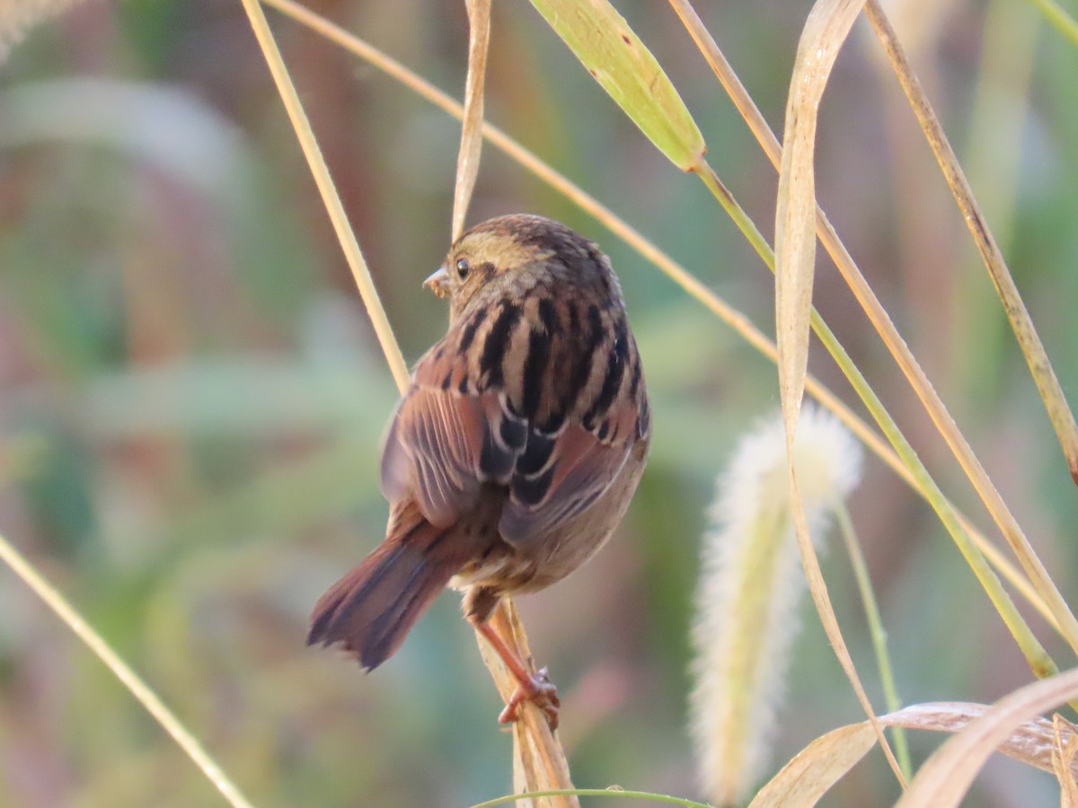 Swamp Sparrow - ML642791323