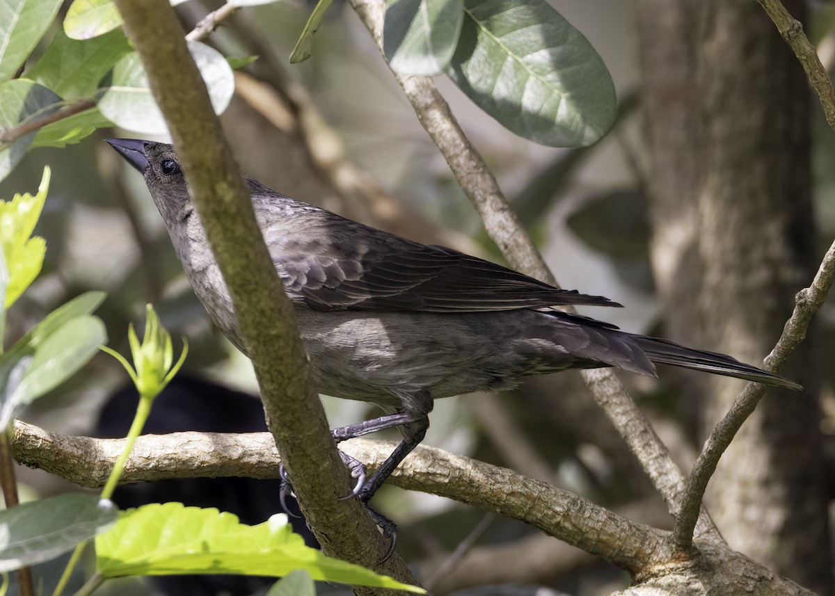 Shiny Cowbird - ML642791324