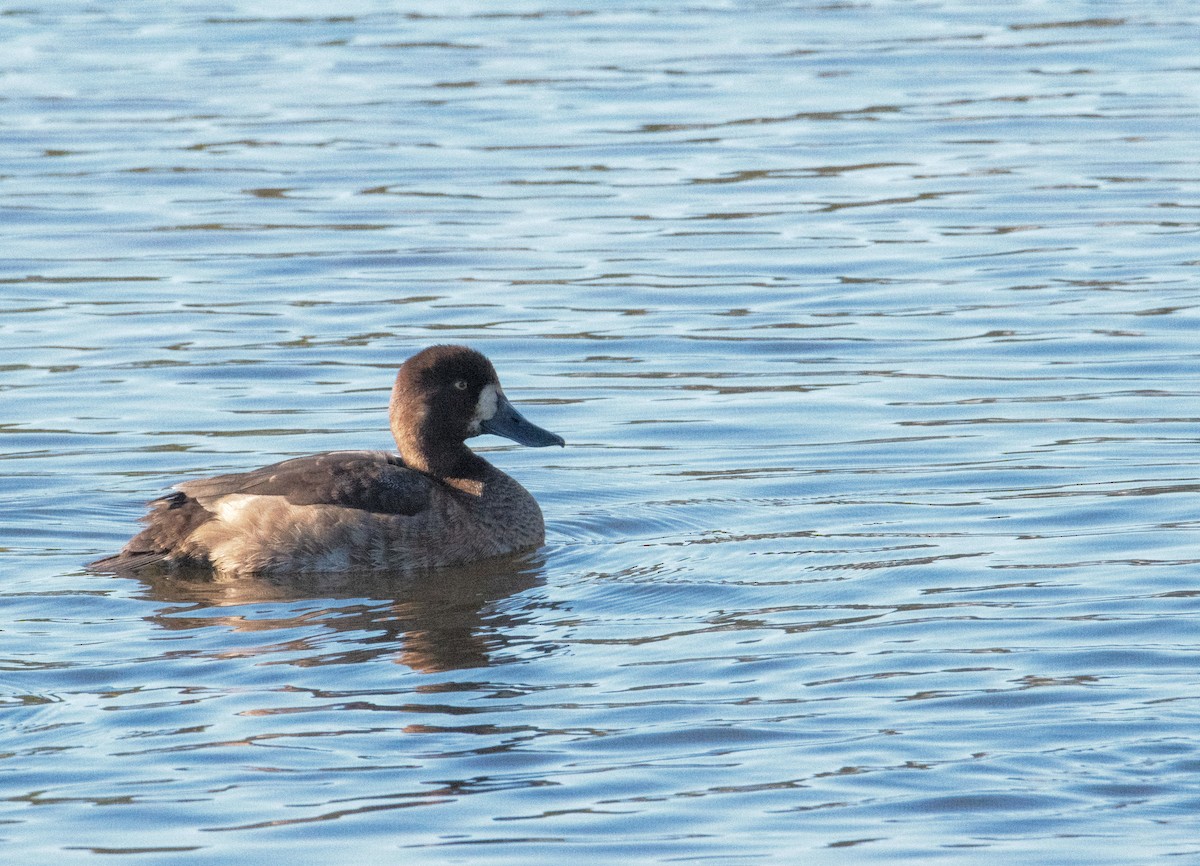 Greater/Lesser Scaup - ML642791325