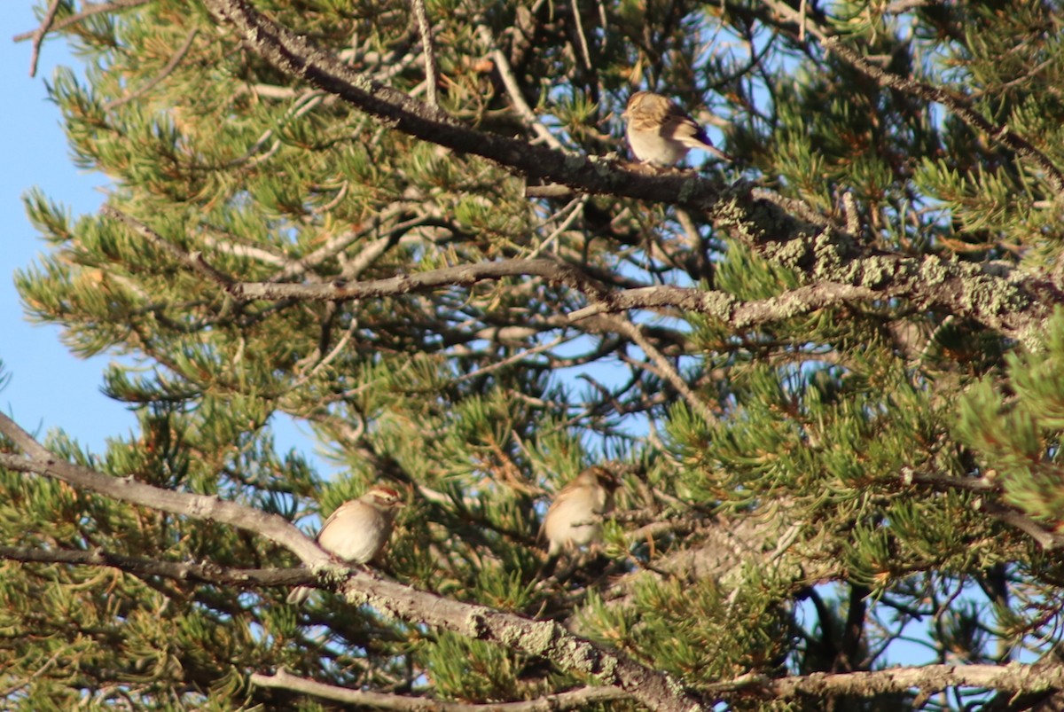 strnádka vrabcovitá - ML642791332