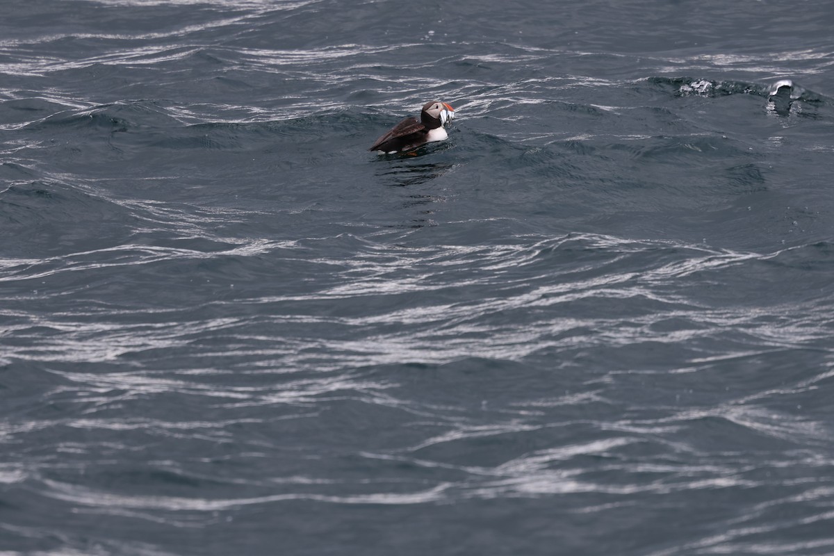 Atlantic Puffin - ML642791333