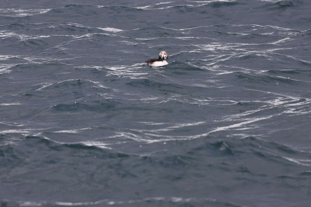Atlantic Puffin - ML642791344