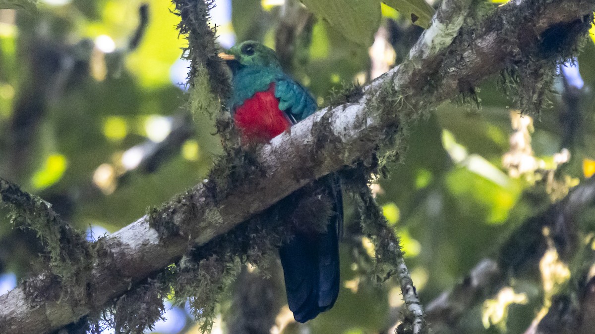Golden-headed Quetzal - ML642791351