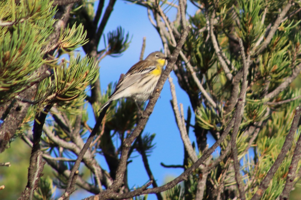 lesňáček žlutoskvrnný - ML642791360