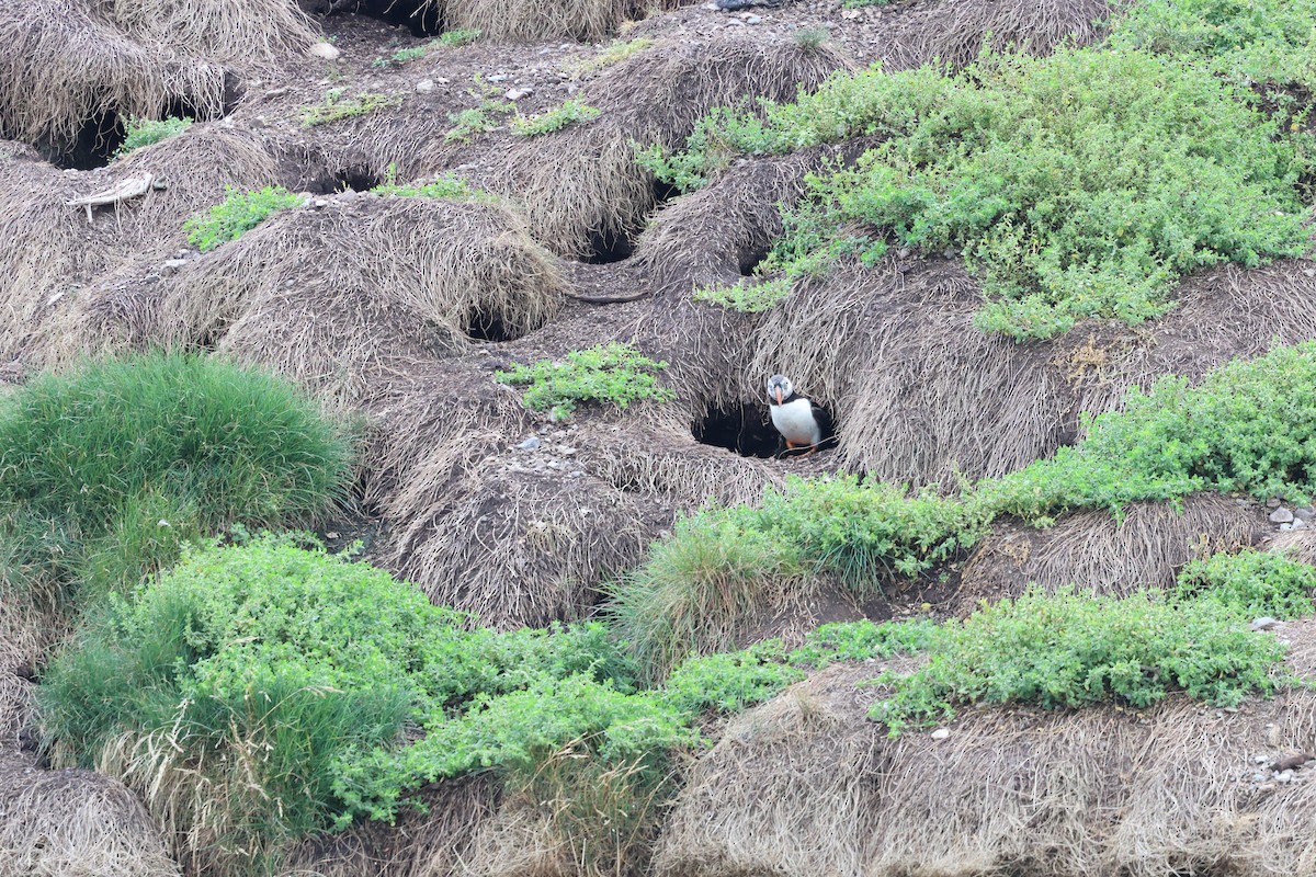 Atlantic Puffin - ML642791364