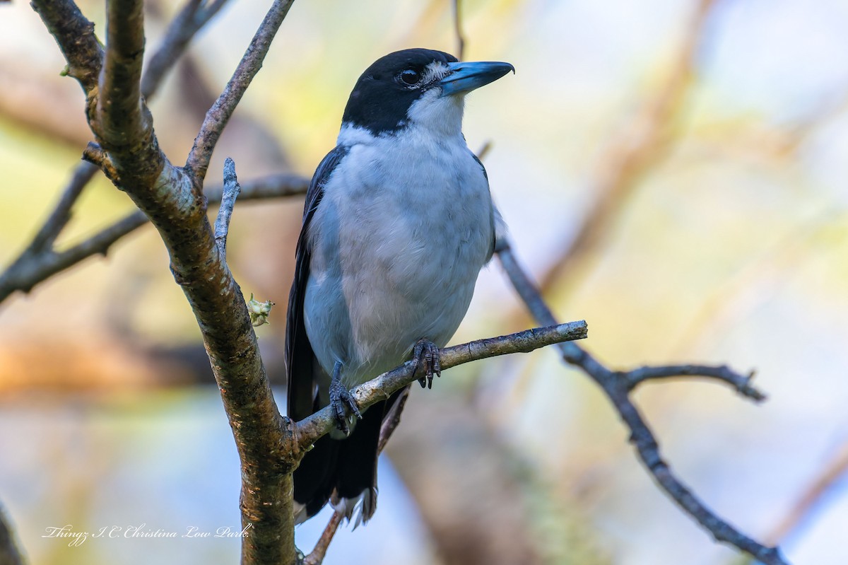 Gray Butcherbird - ML642791389