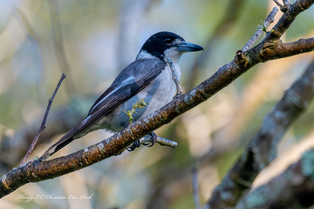 Gray Butcherbird - ML642791390