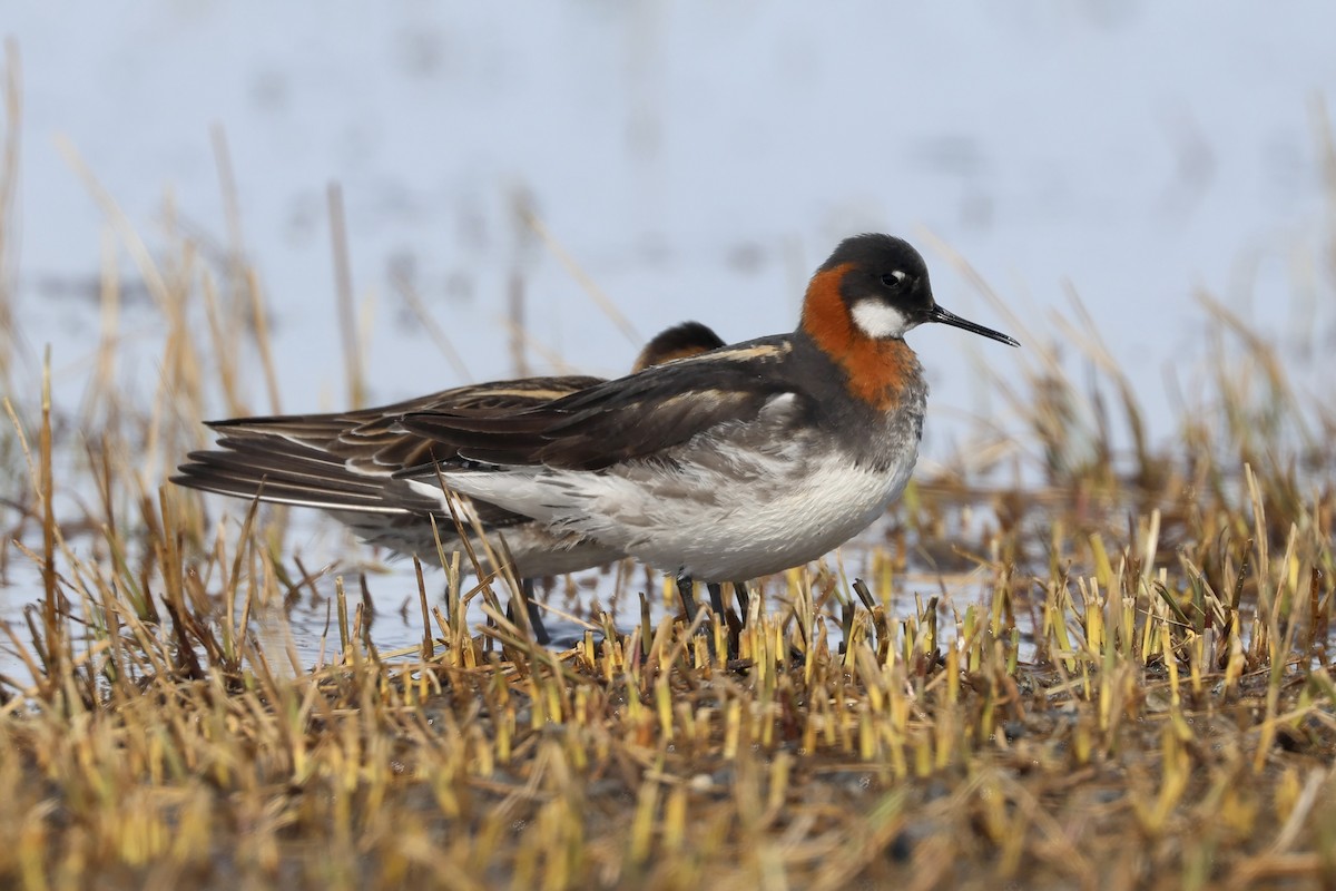 Red-necked Phalarope - ML642791392