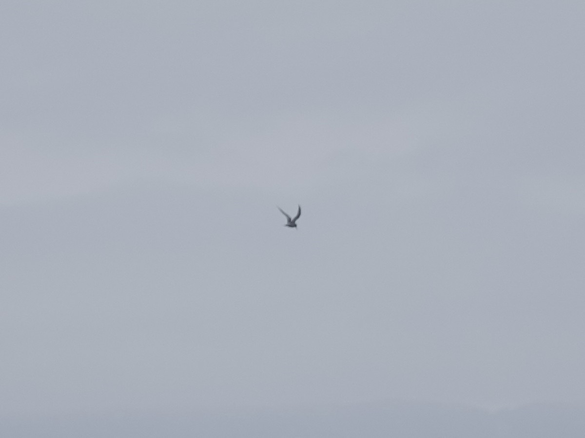 Peruvian Tern - ML642791393